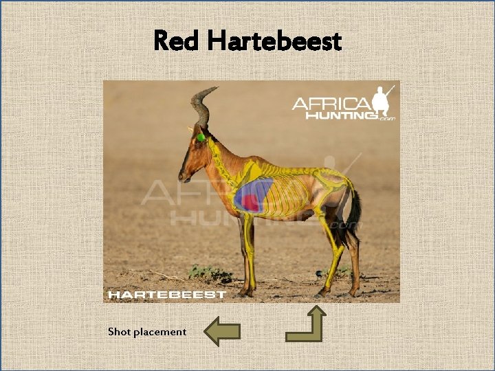 Red Hartebeest Shot placement 