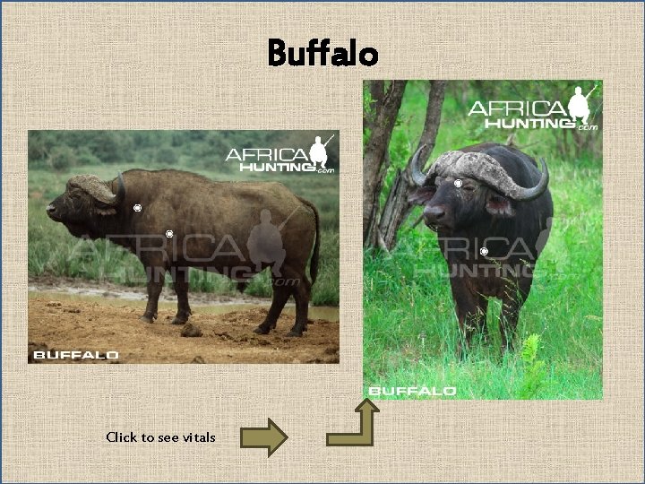 Buffalo Click to see vitals 