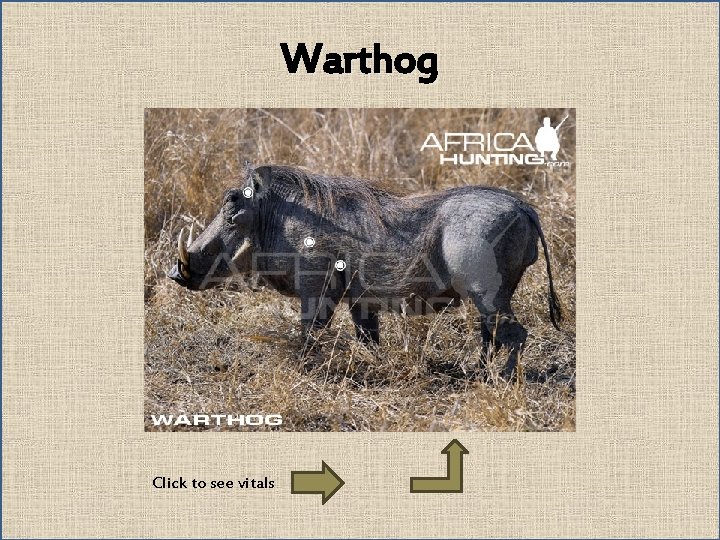 Warthog Click to see vitals 