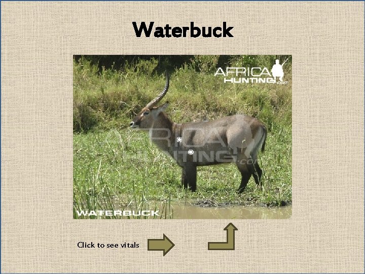 Waterbuck Click to see vitals 