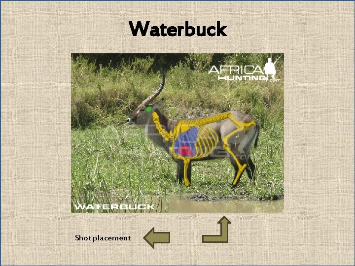 Waterbuck Shot placement 