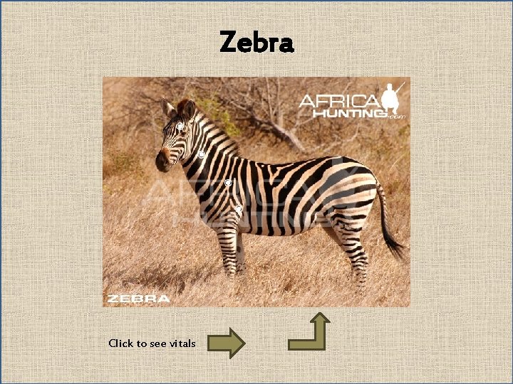 Zebra Click to see vitals 