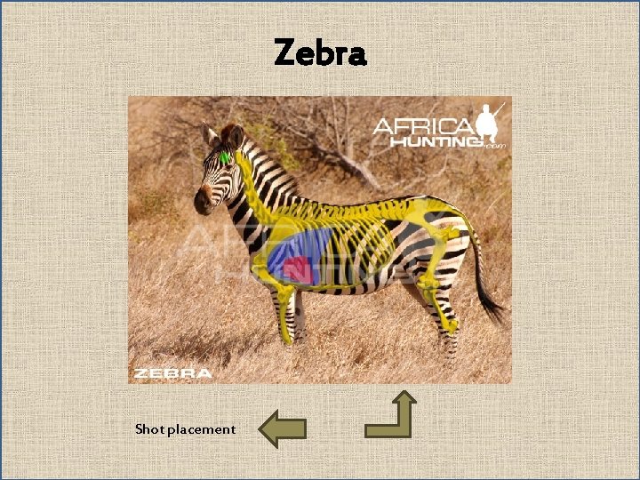 Zebra Shot placement 