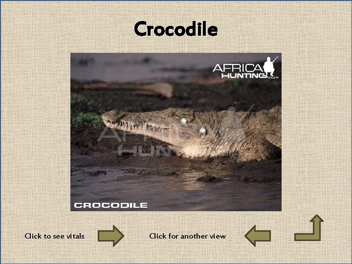 Crocodile Click to see vitals Click for another view 