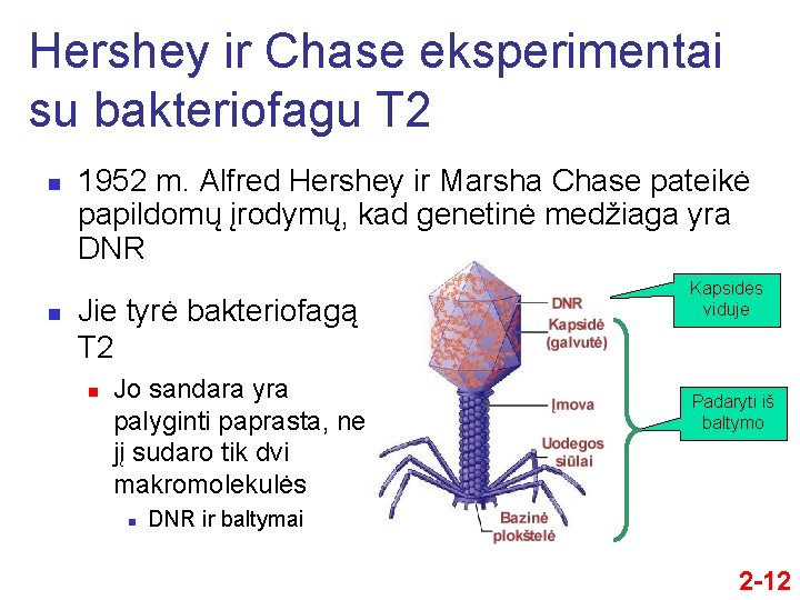 Hershey ir Chase eksperimentai su bakteriofagu T 2 n n 1952 m. Alfred Hershey