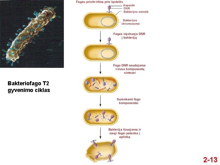 Bakteriofago T 2 gyvenimo ciklas 2 -13 