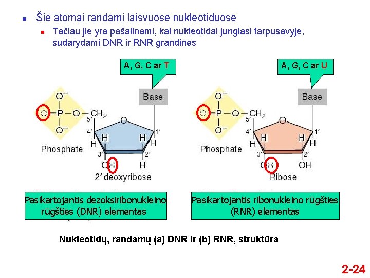 n Šie atomai randami laisvuose nukleotiduose n Tačiau jie yra pašalinami, kai nukleotidai jungiasi