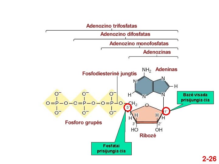 Bazė visada prisijungia čia Fosfatai prisijungia čia 2 -26 