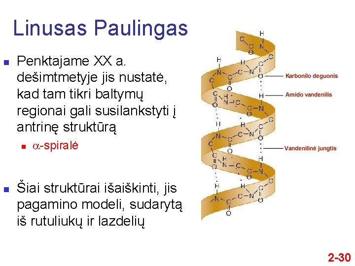 Linusas Paulingas n Penktajame XX a. dešimtmetyje jis nustatė, kad tam tikri baltymų regionai