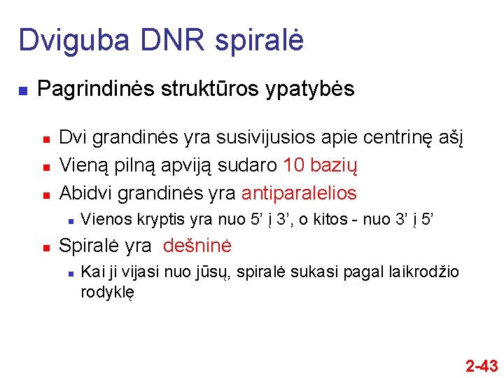 Dviguba DNR spiralė n Pagrindinės struktūros ypatybės n n n Dvi grandinės yra susivijusios