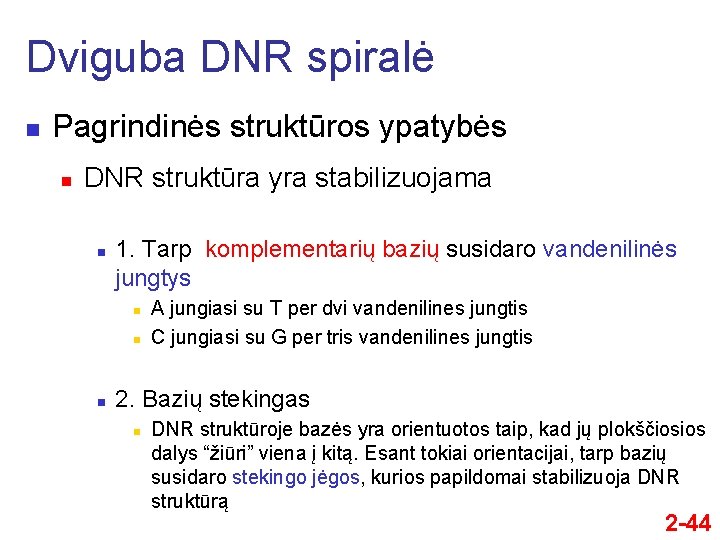 Dviguba DNR spiralė n Pagrindinės struktūros ypatybės n DNR struktūra yra stabilizuojama n 1.