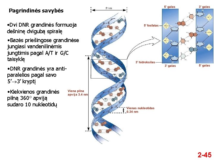 Pagrindinės savybės • Dvi DNR grandinės formuoja dešninę dvigubą spiralę • Bazės priešingose grandinėse