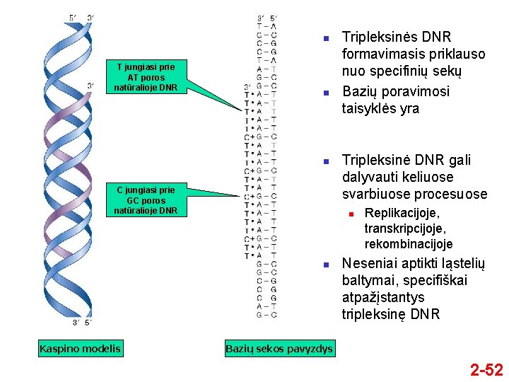 n T jungiasi prie AT poros natūralioje DNR n n C jungiasi prie GC