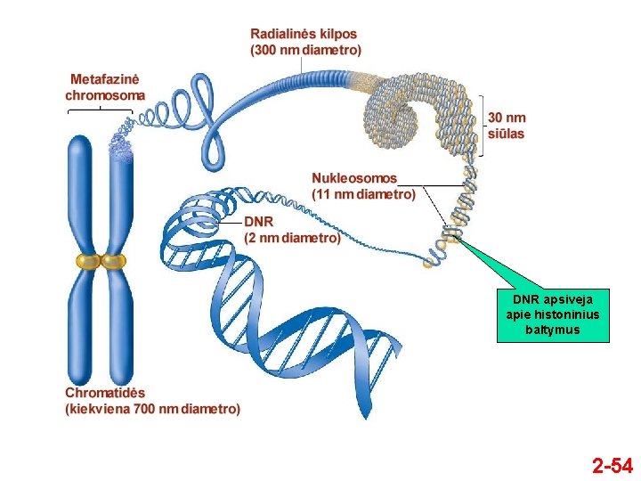 DNR apsiveja apie histoninius baltymus 2 -54 