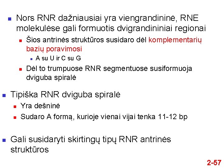 n Nors RNR dažniausiai yra viengrandininė, RNE molekulėse gali formuotis dvigrandininiai regionai n Šios