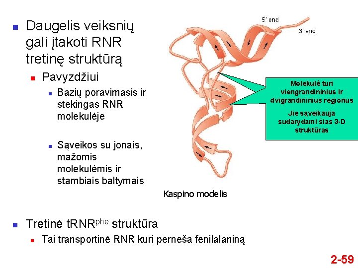 n Daugelis veiksnių gali įtakoti RNR tretinę struktūrą n Pavyzdžiui n n Molekulė turi