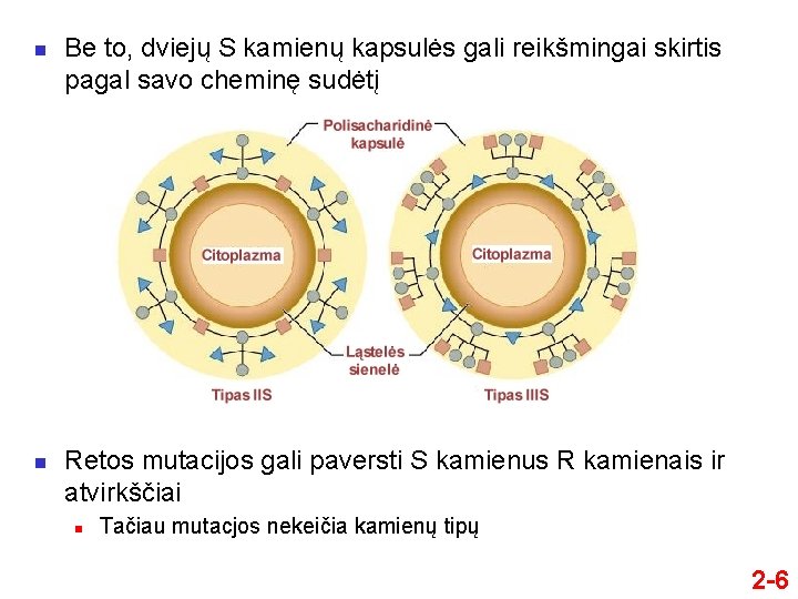 n n Be to, dviejų S kamienų kapsulės gali reikšmingai skirtis pagal savo cheminę