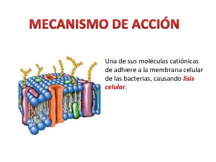 MECANISMO DE ACCIÓN Una de sus moléculas catiónicas de adhiere a la membrana celular MECANISMO DE ACCIÓN Una de sus moléculas catiónicas de adhiere a la membrana celular
