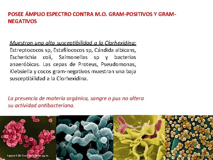 POSEE ÁMPLIO ESPECTRO CONTRA M. O. GRAM-POSITIVOS Y GRAMNEGATIVOS Muestran una alta susceptibilidad a POSEE ÁMPLIO ESPECTRO CONTRA M. O. GRAM-POSITIVOS Y GRAMNEGATIVOS Muestran una alta susceptibilidad a