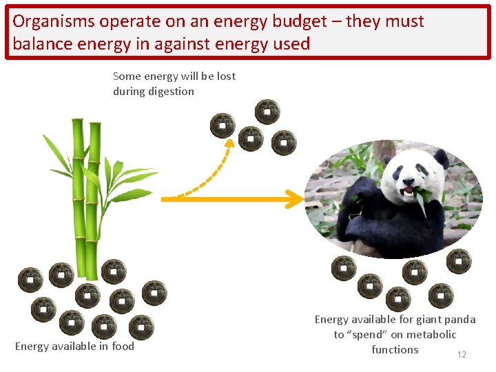 Organisms operate on an energy budget – they must balance energy in against energy