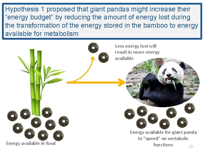 Hypothesis 1 proposed that giant pandas might increase their “energy budget” by reducing the