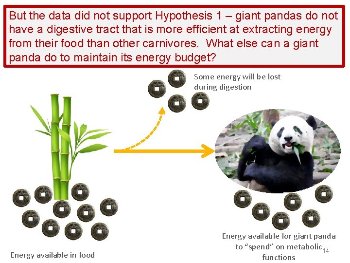 But the data did not support Hypothesis 1 – giant pandas do not have