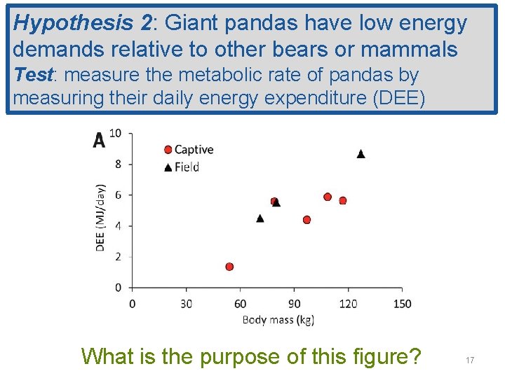 Hypothesis 2: Giant pandas have low energy demands relative to other bears or mammals