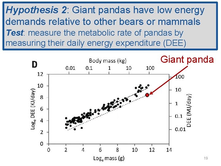 Hypothesis 2: Giant pandas have low energy demands relative to other bears or mammals