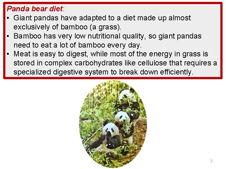 Panda bear diet: • Giant pandas have adapted to a diet made up almost