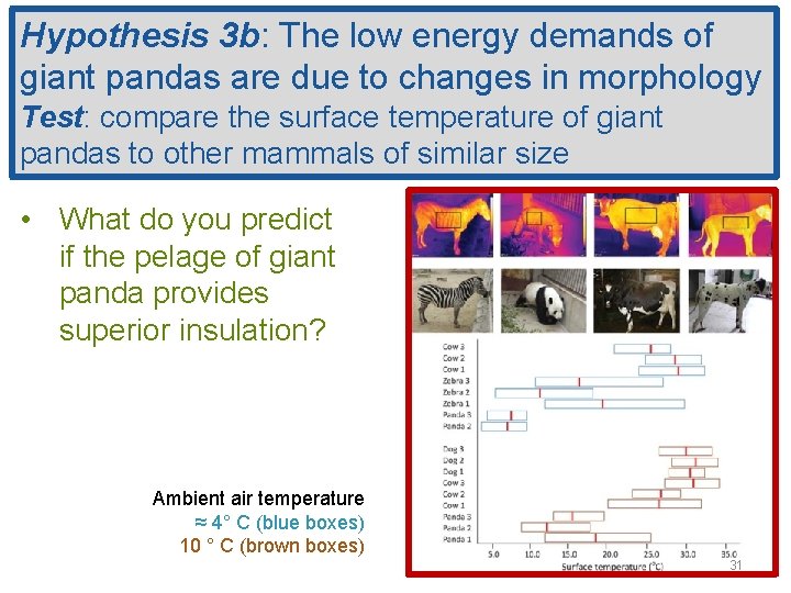 Hypothesis 3 b: The low energy demands of giant pandas are due to changes