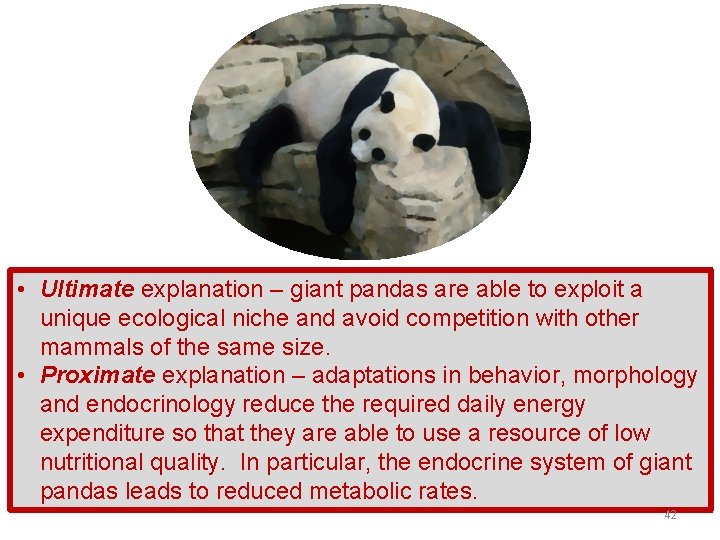  • Ultimate explanation – giant pandas are able to exploit a unique ecological