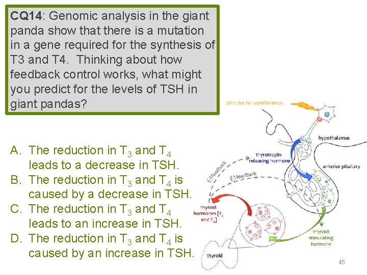 CQ 14: Genomic analysis in the giant panda show that there is a mutation