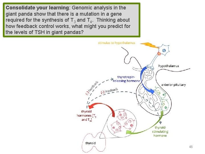 Consolidate your learning: Genomic analysis in the giant panda show that there is a