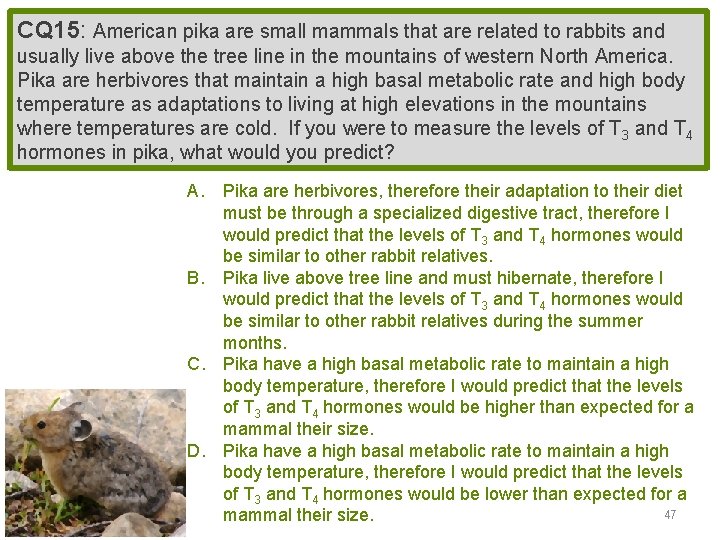 CQ 15: American pika are small mammals that are related to rabbits and usually