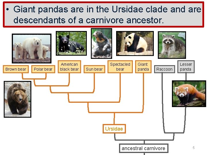  • Giant pandas are in the Ursidae clade and are descendants of a