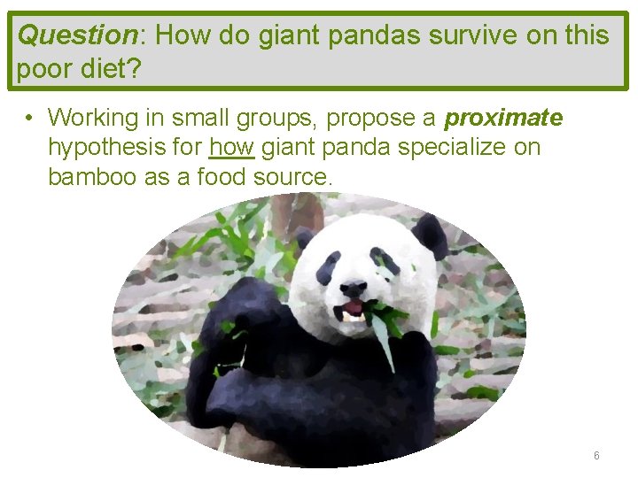 Question: How do giant pandas survive on this poor diet? • Working in small