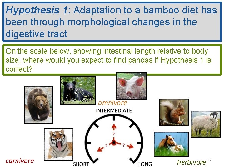 Hypothesis 1: Adaptation to a bamboo diet has been through morphological changes in the