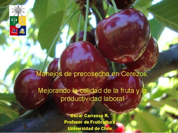 Manejos de precosecha en Cerezos: Mejorando la calidad de la fruta y la productividad