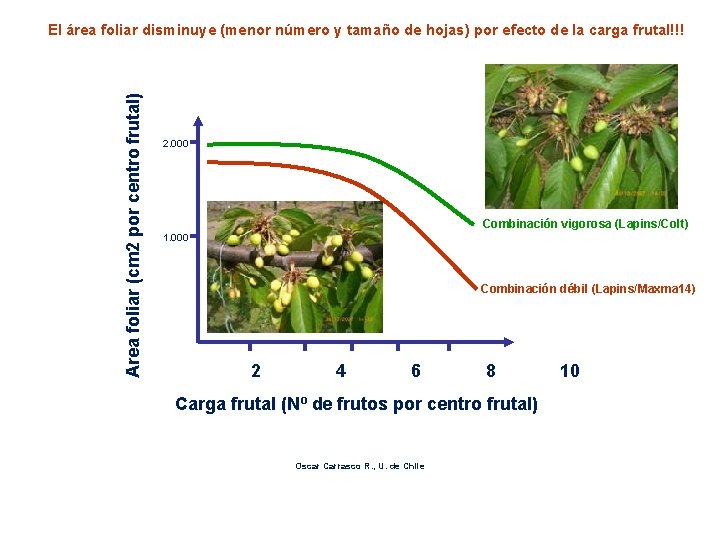 Area foliar (cm 2 por centro frutal) El área foliar disminuye (menor número y