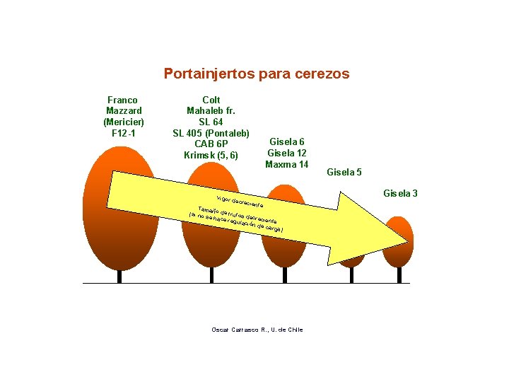 Portainjertos para cerezos Franco Mazzard (Mericier) F 12 -1 Colt Mahaleb fr. SL 64