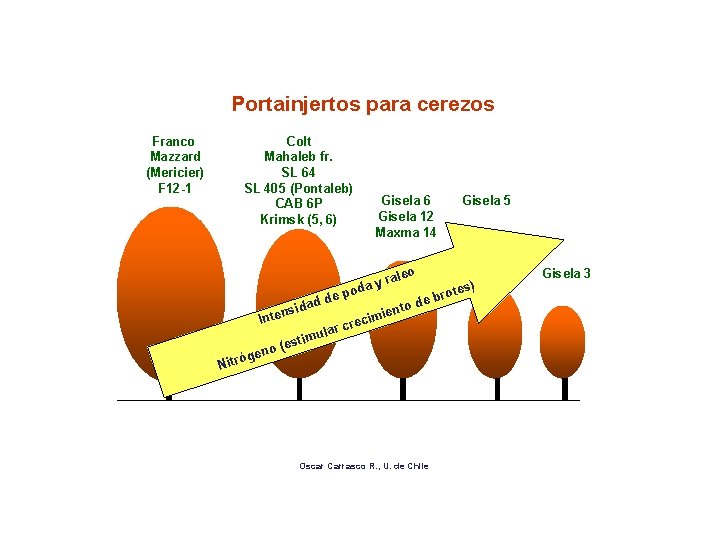 Portainjertos para cerezos Franco Mazzard (Mericier) F 12 -1 Colt Mahaleb fr. SL 64