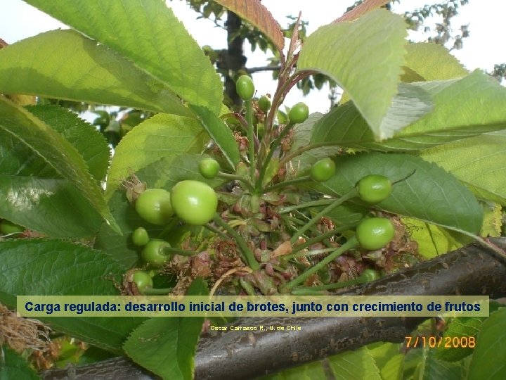 Carga regulada: desarrollo inicial de brotes, junto con crecimiento de frutos Oscar Carrasco R.