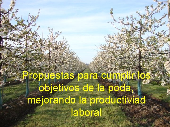 Propuestas para cumplir los objetivos de la poda, mejorando la productiviad laboral 