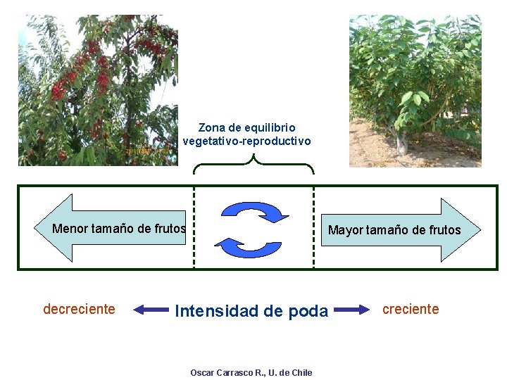 Zona de equilibrio vegetativo-reproductivo Menor tamaño de frutos decreciente Mayor tamaño de frutos Intensidad
