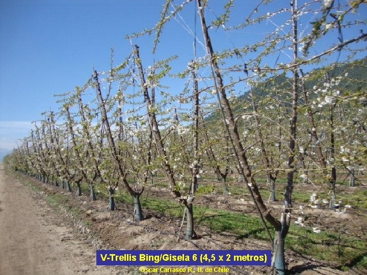 V-Trellis Bing/Gisela 6 (4, 5 x 2 metros) Oscar Carrasco R. , U. de