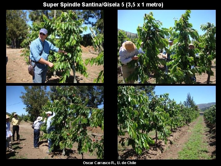 Super Spindle Santina/Gisela 5 (3, 5 x 1 metro) Oscar Carrasco R. , U.