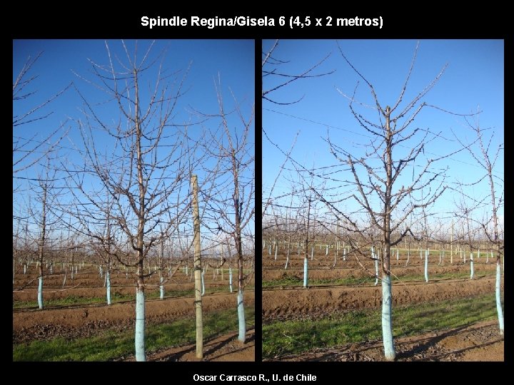 Spindle Regina/Gisela 6 (4, 5 x 2 metros) Oscar Carrasco R. , U. de