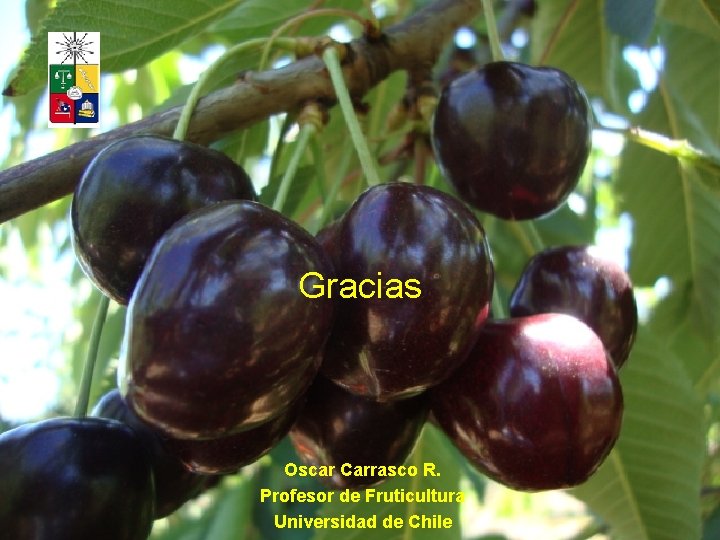 Gracias Oscar Carrasco R. Profesor de Fruticultura Universidad de Chile 