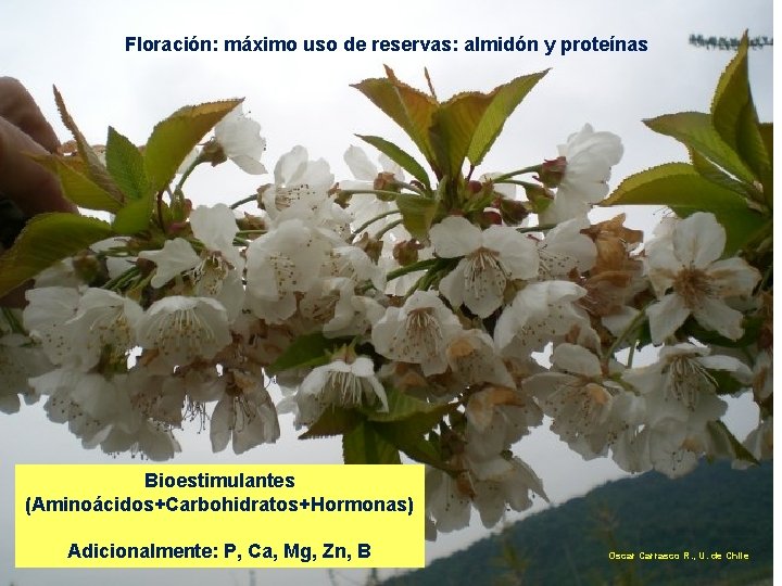 Floración: máximo uso de reservas: almidón y proteínas Bioestimulantes (Aminoácidos+Carbohidratos+Hormonas) Adicionalmente: P, Ca, Mg,