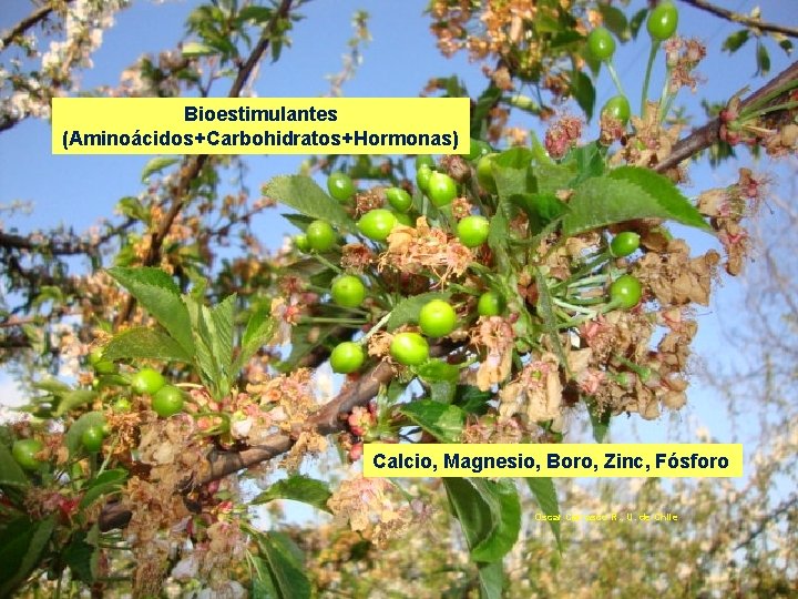 Bioestimulantes (Aminoácidos+Carbohidratos+Hormonas) Calcio, Magnesio, Boro, Zinc, Fósforo Oscar Carrasco R. , U. de Chile